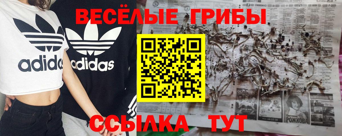 дарнет шоп  Вход с VPN  Михайловск  Псилоцибиновые грибы мицелий 